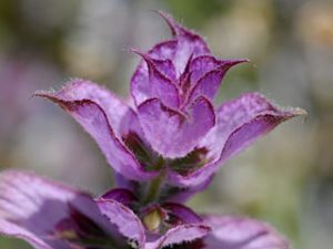 The Clary Sage Bloom